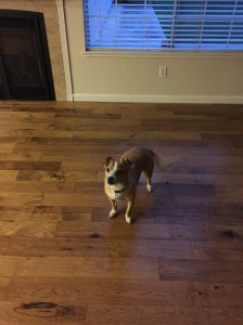 20160411_024743829_iOS